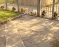 Γάτες της πόλης